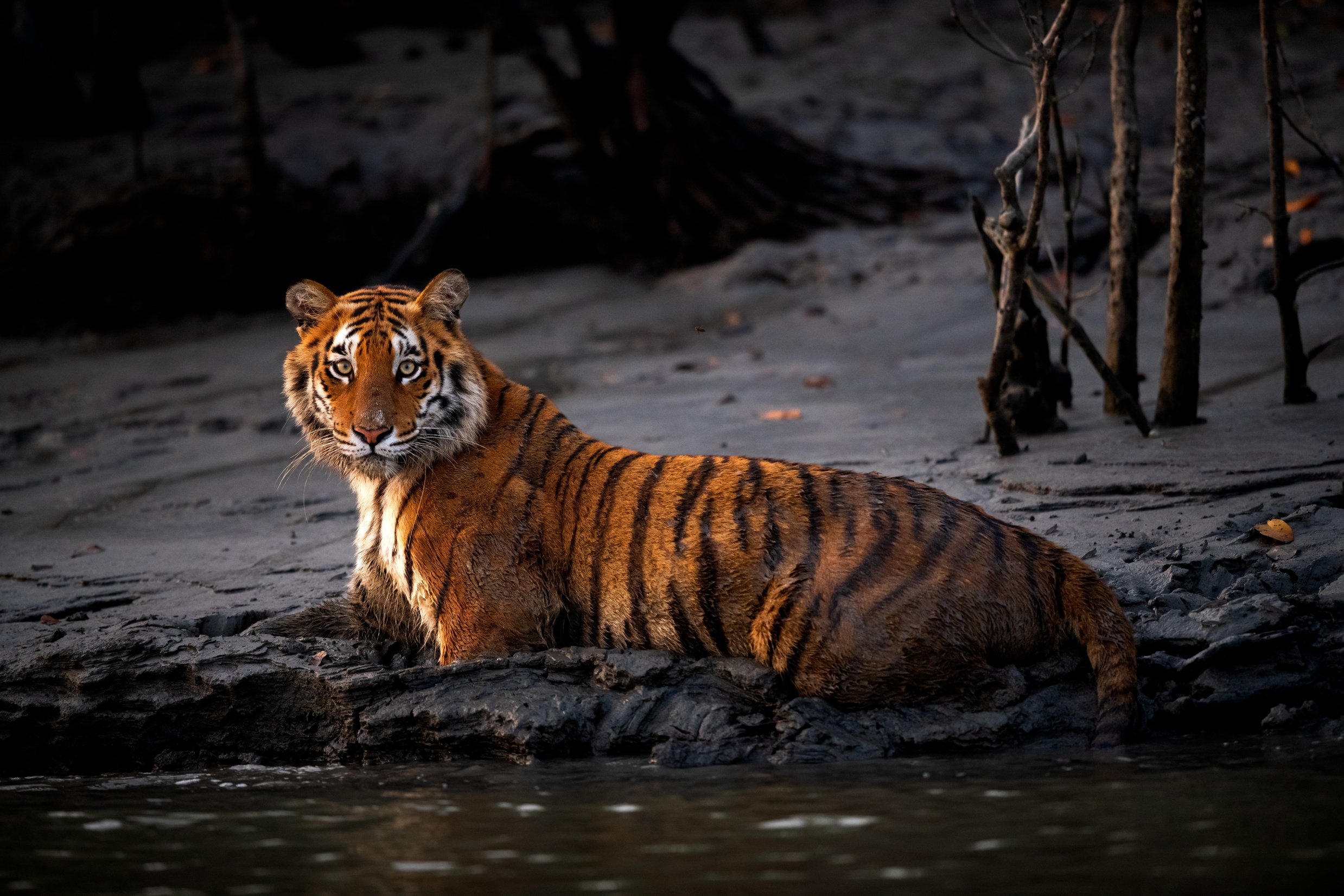 Royal Bengal tiger - Sundarbans India,Side view of tiger sitting in lake